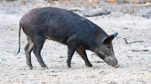 This is a 3 day, 2 night hunt Outdoors Column Southern Hog Hunt Is Sure Cure For Winter Blues Sports Mankatofreepress Com