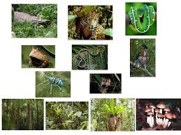 Learn About The Rainforest Food Chain - Only Passionate Curiosity