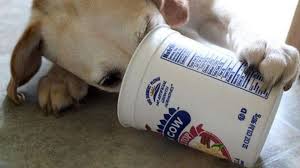 15 Healthy Human Foods That Are Also Beneficial To Dogs Dog Treat Recipes Dog Food Recipes Human Food