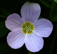 Image result for Oxalis oligotricha