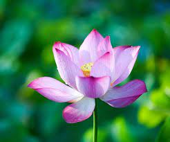 Check spelling or type a new query. Growing Lotus 101 Container Water Gardens