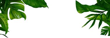 Download Jungle Transparent Leaves Banana Leaf Illustration Png Png Image With No Background Pngkey Com The best selection of royalty free banana palm leaf vector art, graphics and stock illustrations. banana leaf illustration png png image