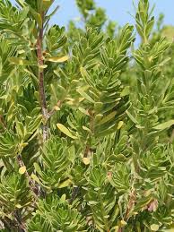 Image result for Surianaceae