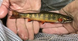 Fishing is restricted to barbless hooks, artificial flies and lures only. Georgia Fishing Report July 16 2021 Georgia Wildlife Blog