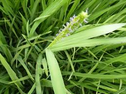 Image result for Stipularia africana