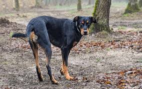 Search for pedigree puppies or rescue dogs for sale near you. Beauceron Dog Breeds Facts Advice Pictures Mypetzilla Uk