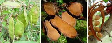 Image result for Schotia capitata