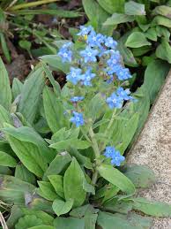 You can help forget me not when you start your amazon shopping at smile.amazon.com. Cynoglossum Amabile Wikipedia