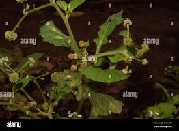 Image result for Dichrocephala