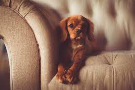 Albany, ny renters insurance doesn't cover pet damage, but it can cover injuries caused by a pet, for example. Should You Allow Pets In Your Rental Property Avail