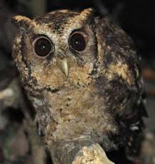 Bird That Sounds Like An Owl In The Morning Sunda Scops Owl Brown Eyed Screeching Populous Oriental Owl Owl Pet Nocturnal Birds Owl