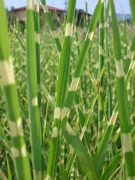 Image result for Miscanthus sinensis Zebrina