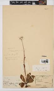 Image result for Helichrysum mechowianum