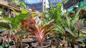 Perawatan yang mudah dan cara tanam yang praktis membuat bunga cosmos banyak diminati oleh masyarakat. Cara Menanam Tanaman Hias Yang Mudah Bagi Pemula Star Farm International