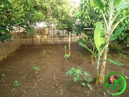 Ini bukan hanya tentang hasil, tetapi fakta bahawa banyak yang dapat daripada tanah, bumi. Tanaman Di Kebun Belakang Rumah