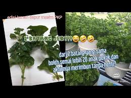 Kalau lihat tanaman bayam brazil ini, asalnya ya dari brazil dan amerika selatan. Cara Mudah Tanam Bayam Brazil Litetube