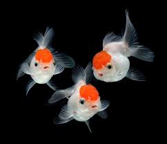 Oranda Goldfish Peces Exoticos Pez Mascota Peces De Acuario