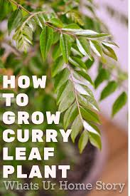 60,612 likes · 111 talking about this · 1,630 were here. How To Grow Curry Leaf In A Pot Whats Ur Home Story