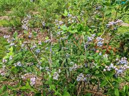 You can load the map to see all places where to pick flowers in usa for a better overview and navigation. The Ultimate Guide To Blueberry Picking Season In Nj Best Pick Your Own Blueberry Farms In New Jersey Jersey Family Fun
