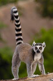 O Lemur De Cauda Anelada Lemur Catta E Um Dos Lemures Mais Conhecidos Por Causa Das Listras Em Sua Cauda E Um Animal Endemico Lemur Global Gallery Pet Birds