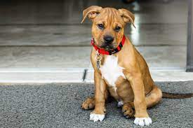 The Ultimate Pitbull Boxer Mix Guide Bouncy And Dangerous Or Loveable Goof Perfect Dog Breeds