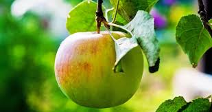 Apfel (german for apple) is a surname. Der Apfel Vom Sundenfall Zur Lieblingsfrucht Br Wissen