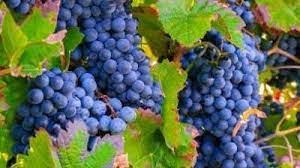 The sandy soils and long warm growing season around moab are ideal for many of the best grape varieties. Grape Trellising And Training Basics Usu