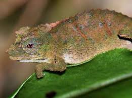 Image result for Stylochaeton tortispathus