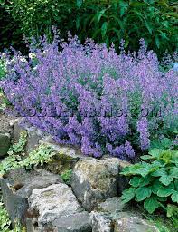 Catmint Plants Garden Shrubs Cottage Garden Plants
