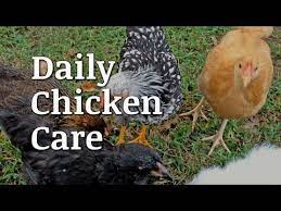Daily Chicken Care Documentary Youtube Chickens Backyard Chicken What Is Like