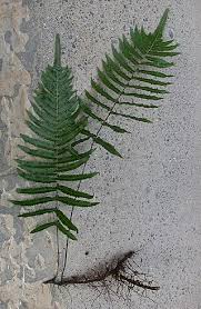 Image result for Thelypteris confluens