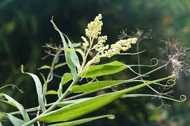 Image result for Flagellaria