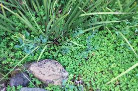 Weeding in Summer-Dry, Winter-Wet Clay - Summer-Dry | Celebrate Plants in  Summer-Dry Gardens