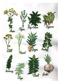 However, that was not its first name as the plant has had several names since it first arrived in europe. The Pdr For Herbal Medicines