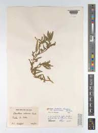 Image result for Oenothera indecora