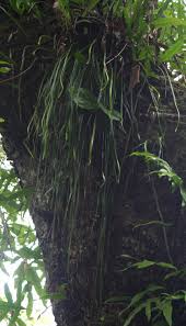 Image result for Vittaria elongata