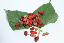 Image result for Morus indica