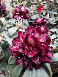 Frank Galsworthy Rhododendron Rainier Rhododendrons Rhododendron Garden Plants Plants