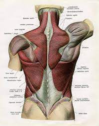 Assignment when drawing the forearm, start with the chicken drumstick. Muscles Of The Human Back Art Print By Graphicaartis