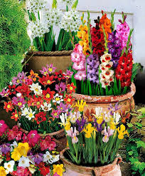 Garden flowers online near me. Pin By Lenka Lipovska On My Board Summer Flowering Bulbs Bulb Flowers Container Gardening Flowers