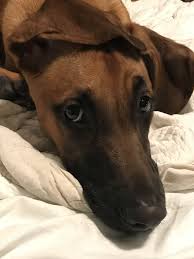 Malawiway rhodesian ridgeback kennel welcomed to the world 8 beautiful puppies, after interchampions tusani miss malawi x b'lower leo. Rhodesian Ridgeback Puppies For Sale Nsw Nolyutesa