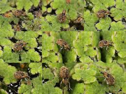 Image result for Azolla filiculoides