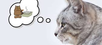 Im zusammenleben von katze und mensch kann es leider auch probleme geben. Katze Pinkelt Neben Das Katzenklo Hier Bekommst Du Schnelle Hilfe