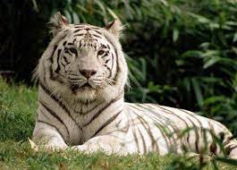 fun interesting facts about white tigers endangered animals list white tiger pet tiger