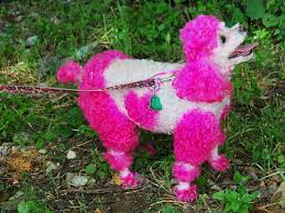 You will love it after reading all the names. 28 Funny Female Dog Names Inspired By Movie Characters Pethelpful