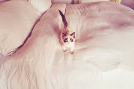 Benjamin Button Swift Taylor Swift Taylor Swift Cat Taylor Swift Images