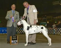 Great dane puppies pueblo colorado. Rio Glacier Danes
