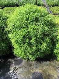 Image result for Pogonatherum paniceum