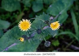 Image result for Sonchus oleraceus