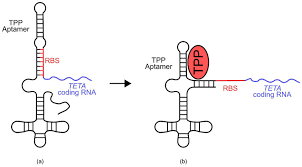 America's favorite mix is a staple for any pantry, as it compliments any barbeque or chili dish. Thiamine Pyrophosphate Tpp Biosensor The Biosensor Is Comprised Of A Download Scientific Diagram